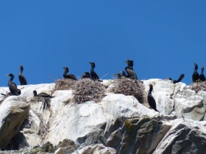 P1000203-Double-crested-Cormorant-nests-c.-H.Harbord