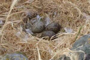 eggs-nest